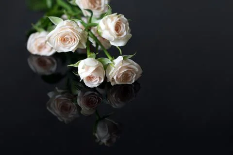 White roses with reflection Stock Photos