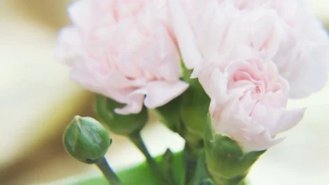 White Roses Rotating on a Golden Background Stock Footage 69788727