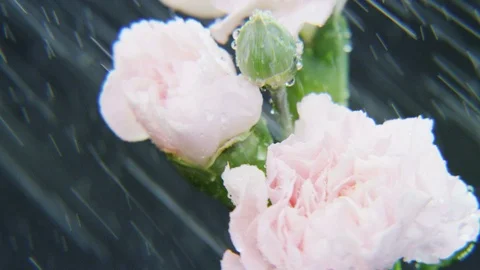 White Roses Rotating in Heavy Rain Stock Footage 69789393