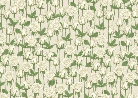 White roses seamless pattern, background. Stock Illustration