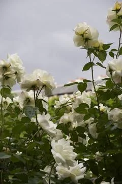 White Roses Seen from Below with Cloudy Sky Stock Photos