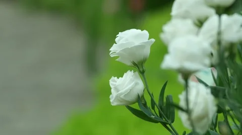 White roses shaking with wind Stock Footage 67429066