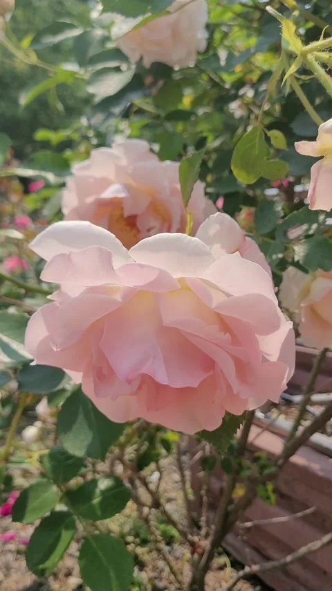White Roses Sunlit Bloom Stock Footage 330358115