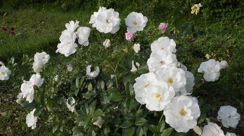 White roses swinging in the wind Stock Footage 60213260