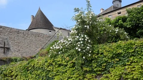 White Roses under Medieval Wall Video stock 77847971