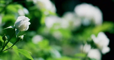 White roses in the wind 4K Video stock 44748944