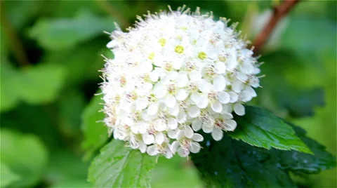 White round flower Stock Footage 29517521