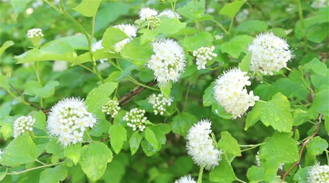 White round flower Stock Footage 29518146