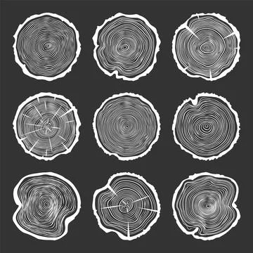 White round tree trunk cuts with cracks, sawn pine or oak slices, lumber. Saw Stock Illustration