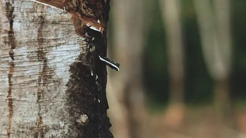 White Rubber Milk Pouring from Tree Notch – Animated Fluid Simulation Video stock 307466031