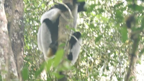White Ruffed Lemur Jumps To Another Tree Branch, Madagascar Stock Footage 125349915