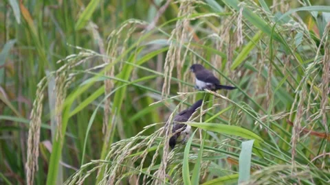 White Rumped Munia Birds Stock-Footage 328524601
