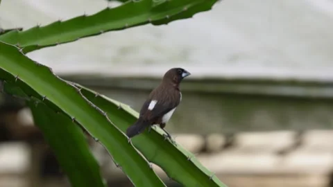 White-rumped Munia Stock Footage 320016109