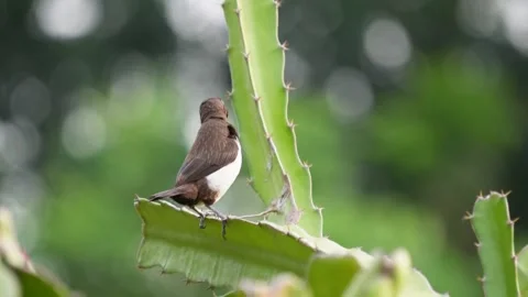 White-rumped Munia perched on cactus Stock Footage 320015976