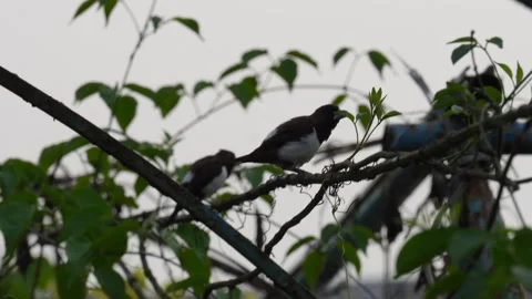 White-rumped Munia perched Stock Footage 320015954