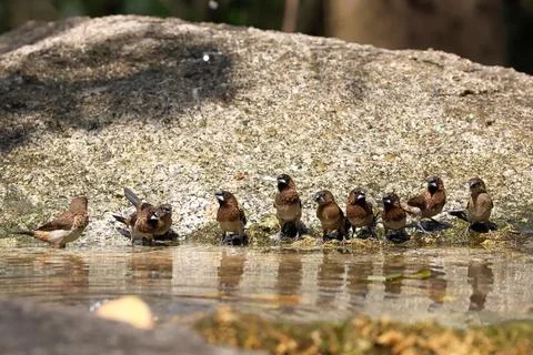 White-rumped munia Stock-Fotos