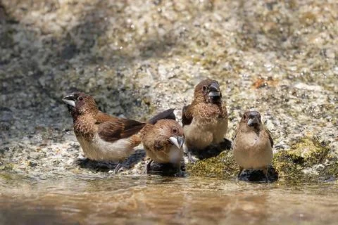 White-rumped munia Foto stock