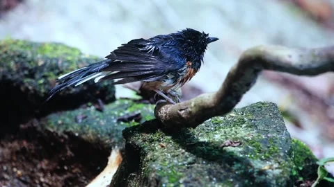 White-rumped Shama  bathing Stock Footage 255570732