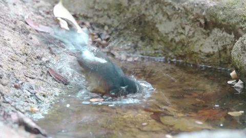 White-rumped Shama bird Stock Footage 281167905