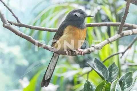 White-Rumped Shama in a branch, Turdidae Stock Photos