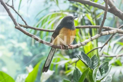 White-Rumped Shama in a branch, Turdidae Stock Photos