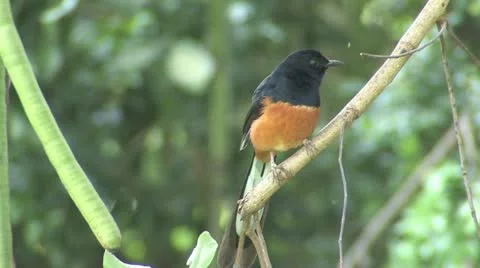 White-rumped Shama (Copsychus malabaricus) Stock Footage 11320648