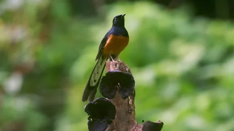 White-rumped shama (Copsychus malabaricus) Stock Footage 170216395