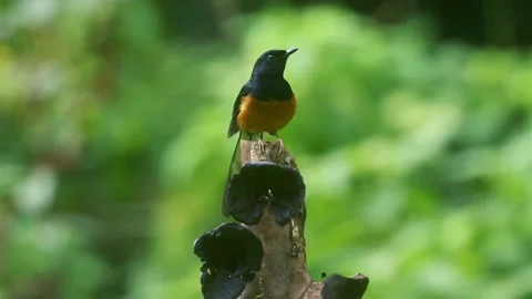 White-rumped shama (Copsychus malabaricus) Stock Footage 170216444