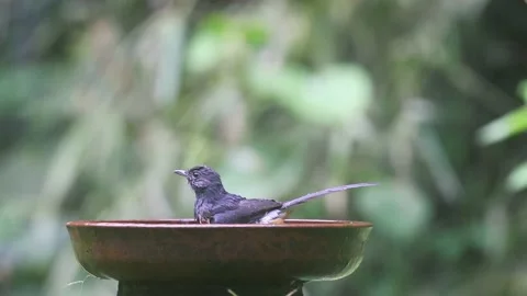 White-rumped shama (Copsychus malabaricus) Stock Footage 170216905