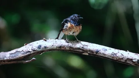White-rumped Shama Stock Footage 255570731