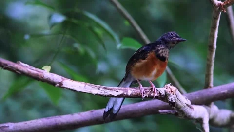 White-rumped Shama Stock Footage 255762817