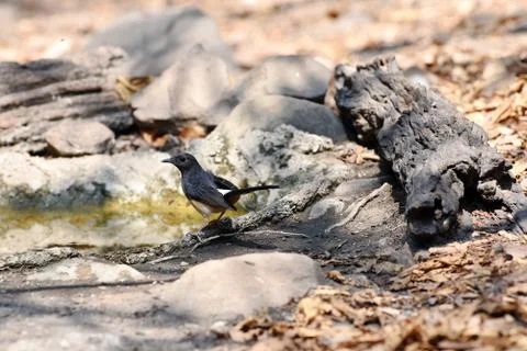 White Rumped Shama in nature Stock Photos