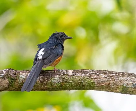 White rumped shama perched on a tree in Hawaii Stock Photos