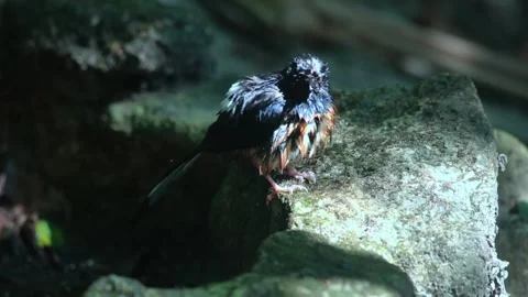 White-rumped Shama,bird bathing, Stock Footage 255570740