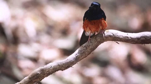 White-rumped Shama,bird bathing, Stock Footage 255762748
