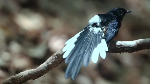 White-rumped Shama,bird bathing, Stock Footage 255762767