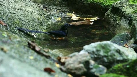 White-rumped Shama,bird Stock Footage 252423412