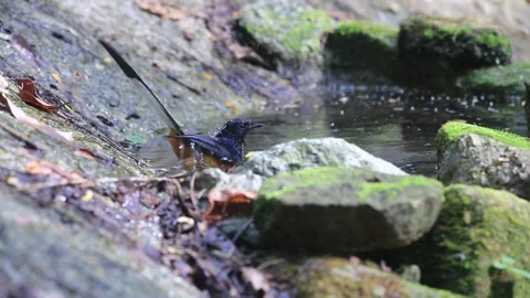 White-rumped Shama,bird Stock Footage 252958841