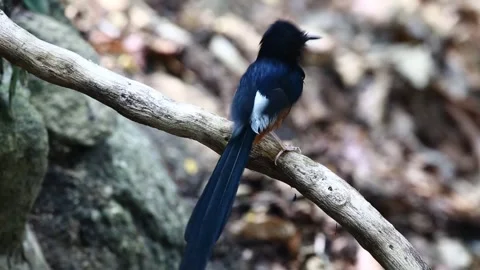 White-rumped Shama,bird launching, Stock Footage 255357944