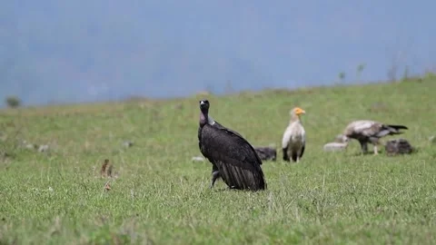 White rumped vulture Stock Footage 244288934