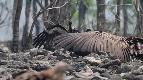 White rumped vultures drying feathers on day light Stock-Footage 244294597