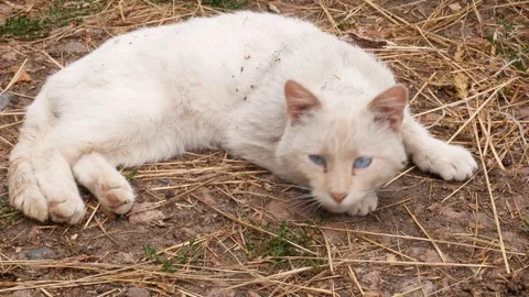 White rural cat basking in the sun Stock Footage 113742698