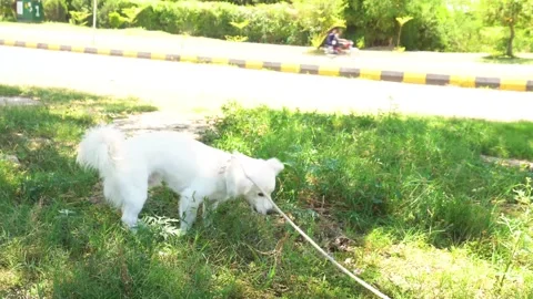 White Russian dog is eating bone outside. urban dog Stock Footage 240866266