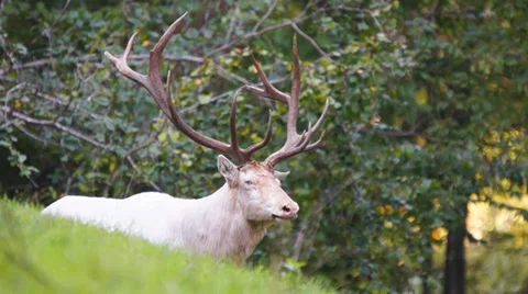 White Russian Elk 動画素材 30115104