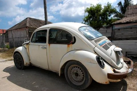 White Rusty beetle Stock Photos
