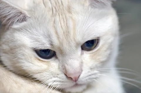 White sad cat Stock Photos