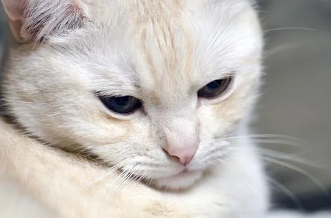 White sad cat Stock Photos