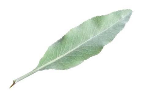 White sage leaf Stock Photos