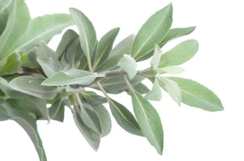 White sage 스톡 사진