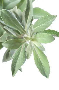 White sage Stock Photos
